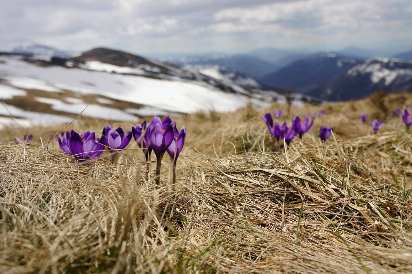 Naturbestattungen Schweiz Almwiesenbestattung Felsbestattung Wasserfallbestattung Blumen