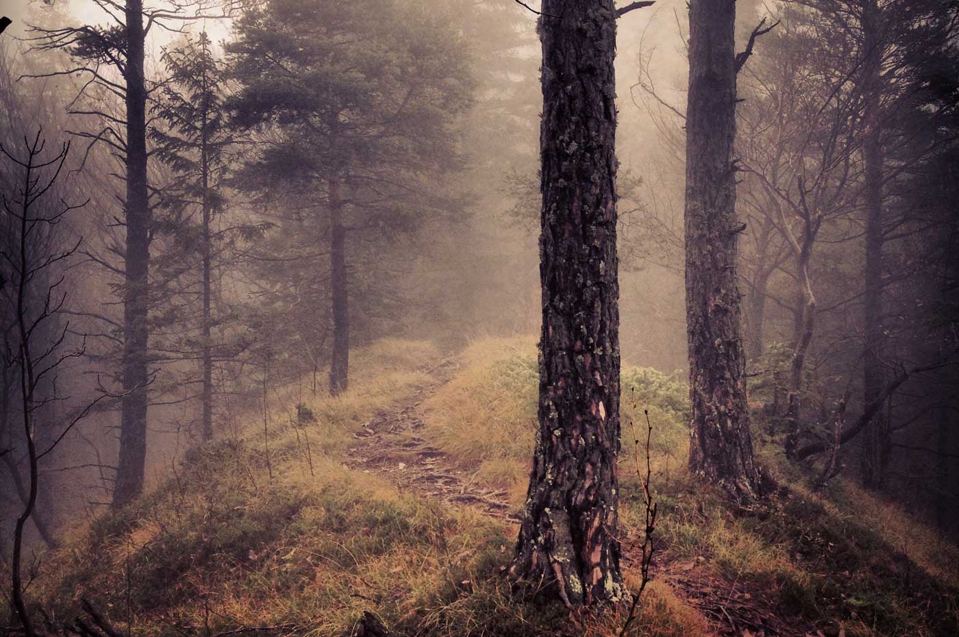 Todesfall Checklisten Beerdigungen Kosten Bestattungen Baum Wald Weg
